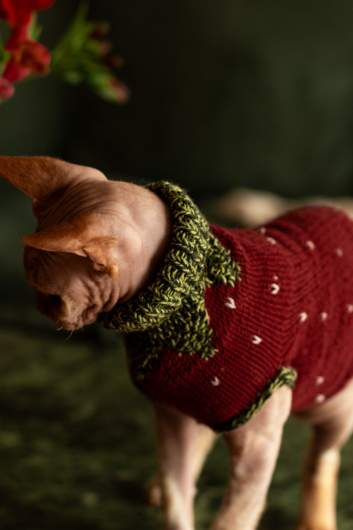 Gariguette Sweater - Patron de tricot